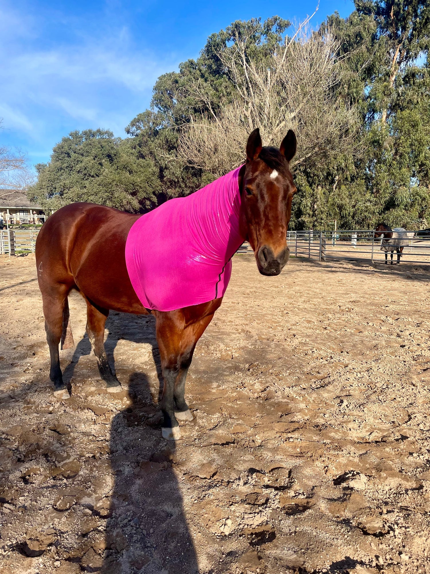 Faceless Lycra Hoods