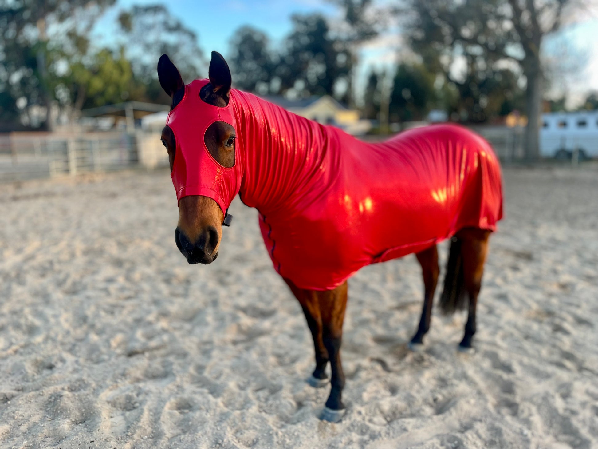 Metallic Red Full Body Sleazy from www.slickhorseware.com